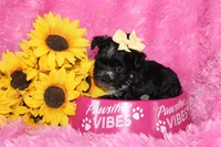 BeeBee, a female Yorkipoo for sale in Limestone, TN – Photo 5 of 9