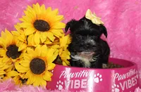 BeeBee, a female Yorkipoo for sale in Limestone, TN – Photo 3 of 9