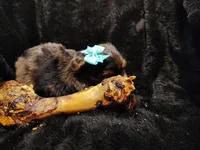 Betty Davis, a female Yorkshire Terrier for sale in Limestone, TN – Photo 2 of 3