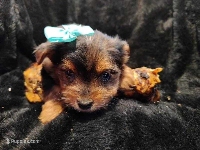 Betty Davis, a female Yorkshire Terrier for sale in Limestone, TN – Photo 1 of 3