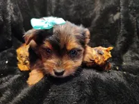Betty Davis, a female Yorkshire Terrier for sale in Limestone, TN – Photo 1 of 3