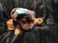 Betty Davis, a female Yorkshire Terrier for sale in Limestone, TN – Photo 3 of 3