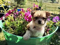 Little Miss, a female Yorkipoo for sale in Limestone, TN – 3 of 4