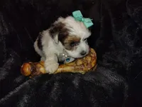 Paisley, a female Yorkshire Terrier for sale in Limestone, TN – Photo 1 of 2