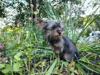Grace small, a female Yorkshire Terrier for sale in Limestone, TN – 4 of 6