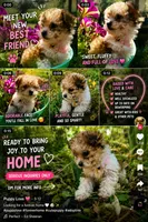 Little Miss, a female Yorkipoo for sale in Limestone, TN – 4 of 4