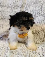 Emerald, a female Yorkipoo for sale in Limestone, TN – Photo 2 of 7