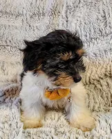 Emerald, a female Yorkipoo for sale in Limestone, TN – Photo 3 of 7