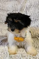 Emerald, a female Yorkipoo for sale in Limestone, TN – Photo 4 of 7