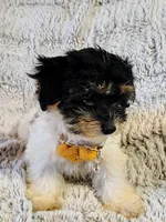 Emerald, a female Yorkipoo for sale in Limestone, TN – Photo 6 of 7