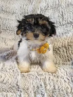 Emerald, a female Yorkipoo for sale in Limestone, TN – Photo 1 of 7