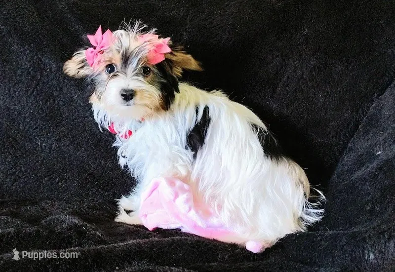 Grace  – Yorkshire Terrier puppy for sale in Limestone, TN