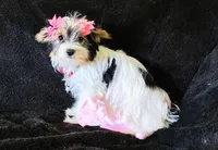 Grace , a female Yorkshire Terrier for sale in Limestone, TN – Photo 1 of 5