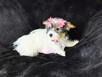 Grace , a female Yorkshire Terrier for sale in Limestone, TN – Photo 2 of 5