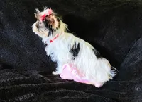 Grace , a female Yorkshire Terrier for sale in Limestone, TN – Photo 5 of 5