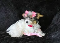 Grace , a female Yorkshire Terrier for sale in Limestone, TN – Photo 4 of 5