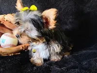 Chico, a male Yorkshire Terrier for sale in Limestone, TN – Photo 4 of 4