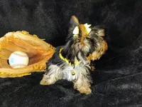 Chico, a male Yorkshire Terrier for sale in Limestone, TN – Photo 2 of 4