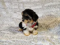 Dandy, a female Yorkipoo for sale in Limestone, TN – Photo 1 of 2