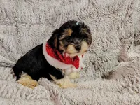 Dandy, a female Yorkipoo for sale in Limestone, TN – Photo 2 of 2
