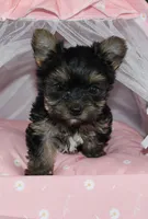 Dixie, a female Yorkshire Terrier for sale in Limestone, TN – Photo 1 of 5