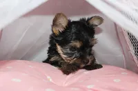 Dixie, a female Yorkshire Terrier for sale in Limestone, TN – Photo 2 of 5
