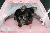 Dixie, a female Yorkshire Terrier for sale in Limestone, TN – Photo 4 of 5