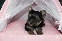 Dixie, a female Yorkshire Terrier for sale in Limestone, TN – Photo 3 of 5