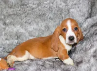 Belle, a female Basset Hound for sale in Limestone, TN – Photo 1 of 3