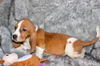 Belle, a female Basset Hound for sale in Limestone, TN – Photo 3 of 3