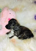 Snickers, a female Chihuahua and Miniature Dachshund for sale in Limestone, TN – Photo 2 of 4