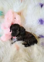 Snickers, a female Chihuahua and Miniature Dachshund for sale in Limestone, TN – Photo 1 of 4