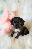 Snickers, a female Chihuahua and Miniature Dachshund for sale in Limestone, TN – Photo 4 of 4