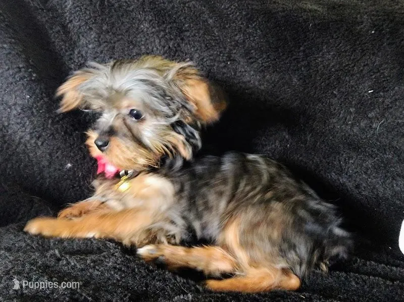 Emma  – Yorkshire Terrier puppy for sale in Limestone, TN