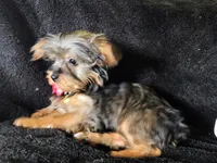 Emma , a female Yorkshire Terrier for sale in Limestone, TN – Photo 1 of 3