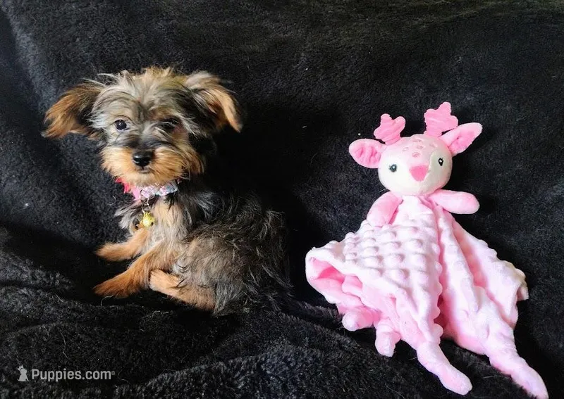 Emma small – Yorkshire Terrier puppy for sale in Limestone, TN