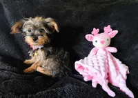 Emma , a female Yorkshire Terrier for sale in Limestone, TN – Photo 2 of 3