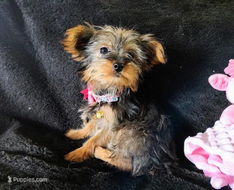 Emma small – Yorkshire Terrier puppy for sale in Limestone, TN