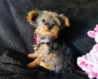 Emma , a female Yorkshire Terrier for sale in Limestone, TN – Photo 3 of 3