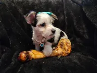 Heidi, a female Yorkshire Terrier for sale in Limestone, TN – Photo 1 of 3