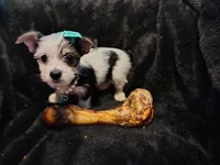 Heidi, a female Yorkshire Terrier for sale in Limestone, TN – Photo 2 of 3