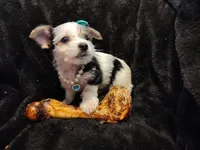 Heidi, a female Yorkshire Terrier for sale in Limestone, TN – Photo 3 of 3