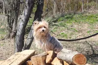 Grace small, a female Yorkshire Terrier for sale in Limestone, TN – 6 of 6