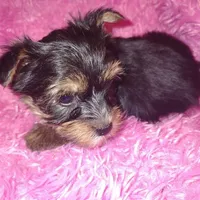 Daisy, a female Yorkshire Terrier for sale in Limestone, TN – Photo 3 of 4