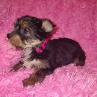 Daisy, a female Yorkshire Terrier for sale in Limestone, TN – Photo 4 of 4