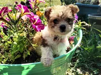Little Miss, a female Yorkipoo for sale in Limestone, TN – 2 of 4