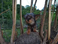 Grace small, a female Yorkshire Terrier for sale in Limestone, TN – 2 of 6