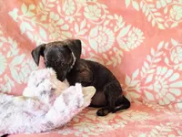 Peanut, a female Miniature Dachshund for sale in Limestone, TN – Photo 7 of 8