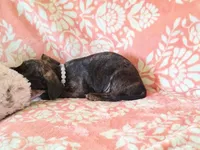 Peanut, a female Miniature Dachshund for sale in Limestone, TN – Photo 8 of 8