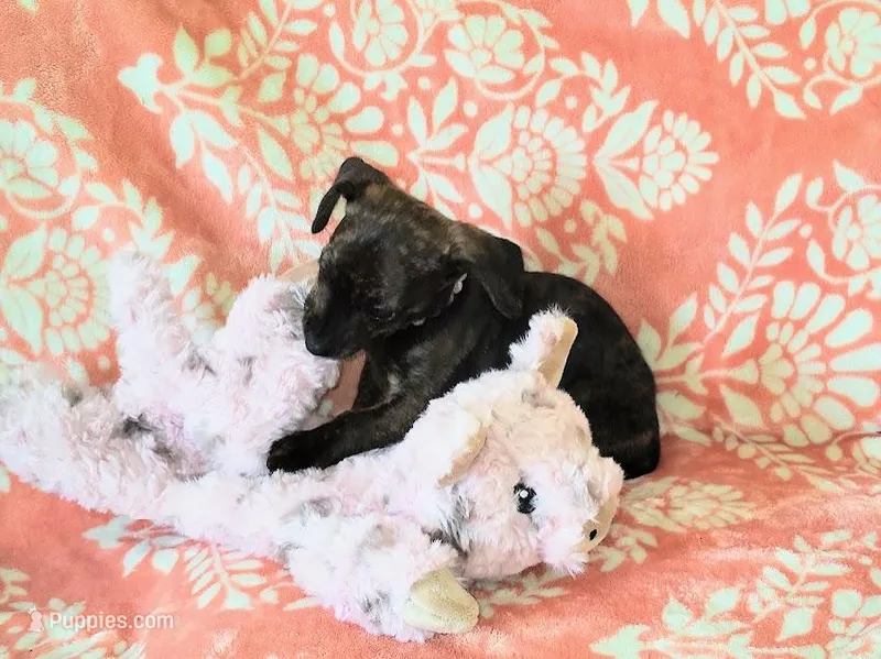 Peanut – Miniature Dachshund puppy for sale in Limestone, TN